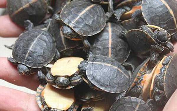 宠物龟种类名称及图片大全