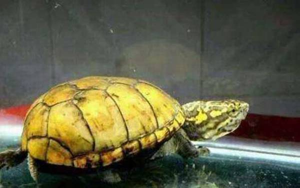 蛋龟品种名称及图片大全