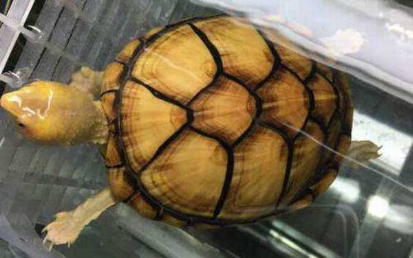 蛋龟品种名称及图片大全