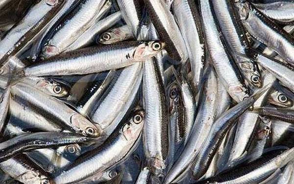 丁香鱼是什么鱼?