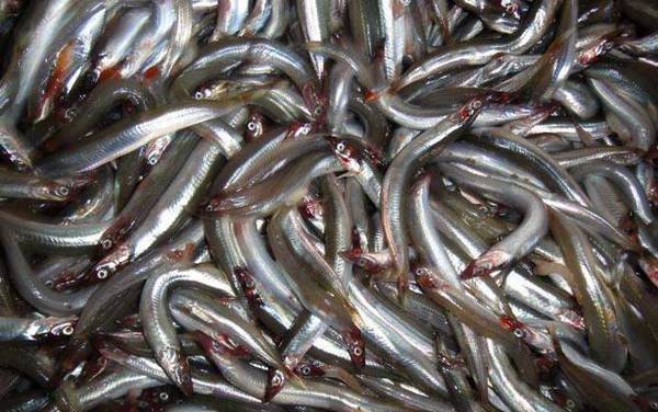 丁香鱼是什么鱼?