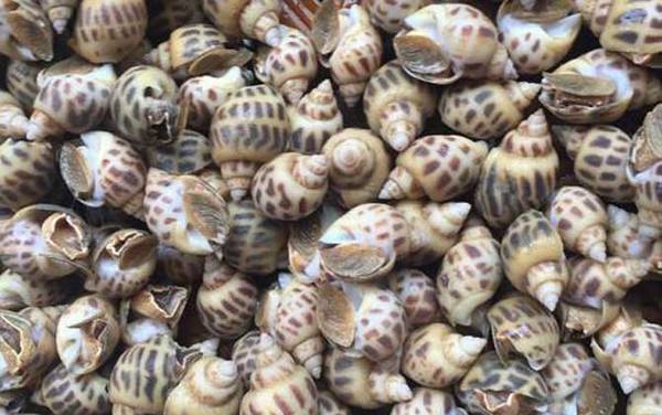 东风螺是什么螺?