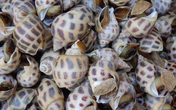 东风螺是什么螺?