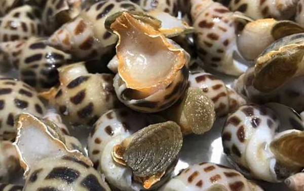 东风螺是什么螺?