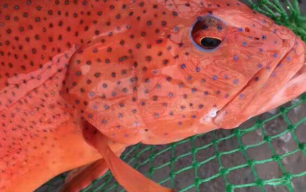 东星斑是什么鱼?