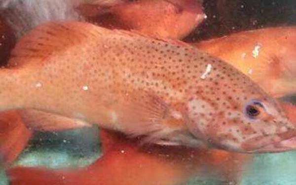 东星斑是什么鱼?