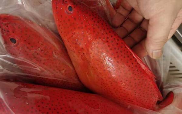 东星斑是什么鱼?