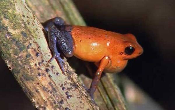 毒镖蛙是什么动物?