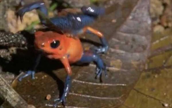 毒镖蛙是什么动物?