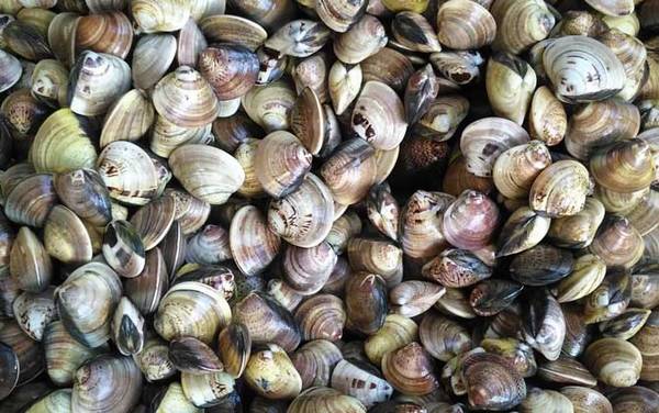 蛤蜊是什么动物?