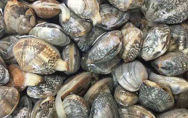 蛤蜊是什么动物?