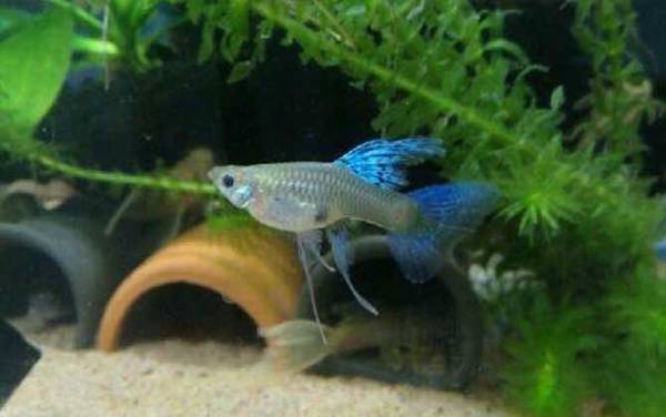 硝化细菌的作用是什么?