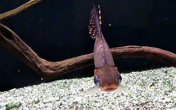 飞凤鱼是什么鱼?