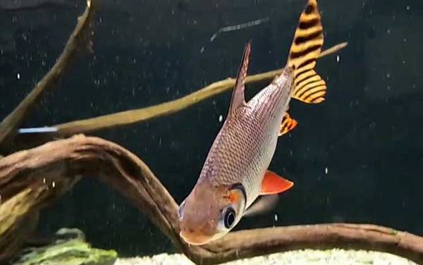 飞凤鱼是什么鱼?