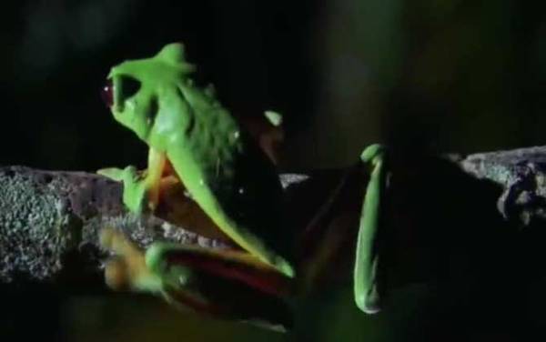 飞蛙是什么动物?