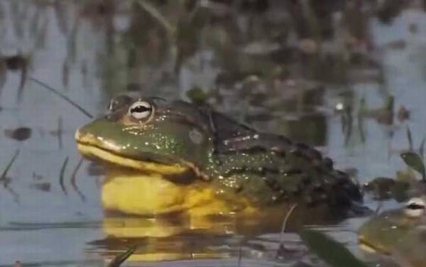 非洲牛箱头蛙是什么蛙?