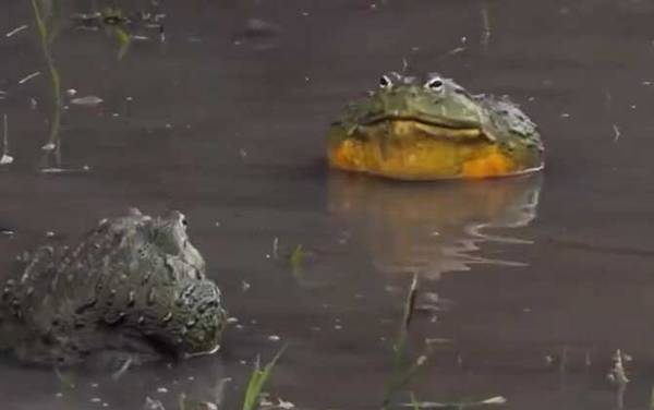 非洲牛箱头蛙是什么蛙?