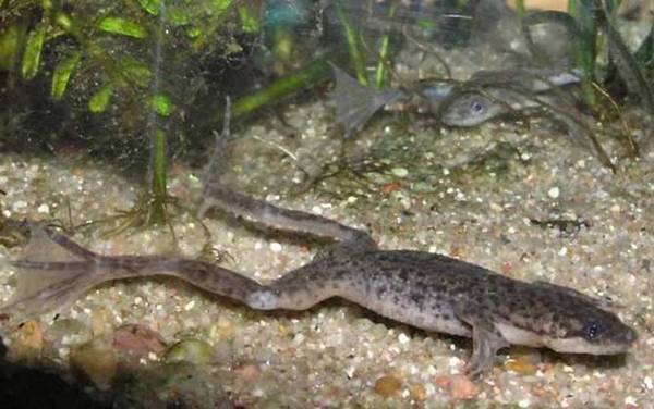 非洲爪蟾是什么动物?