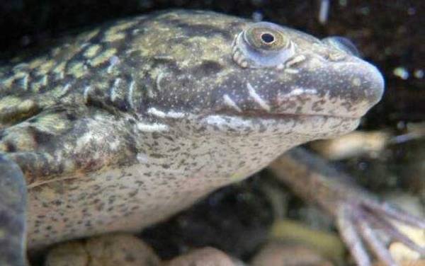 非洲爪蟾是什么动物?