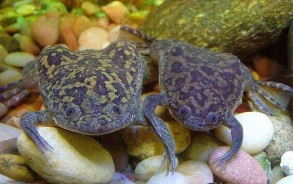 非洲爪蟾是什么动物?