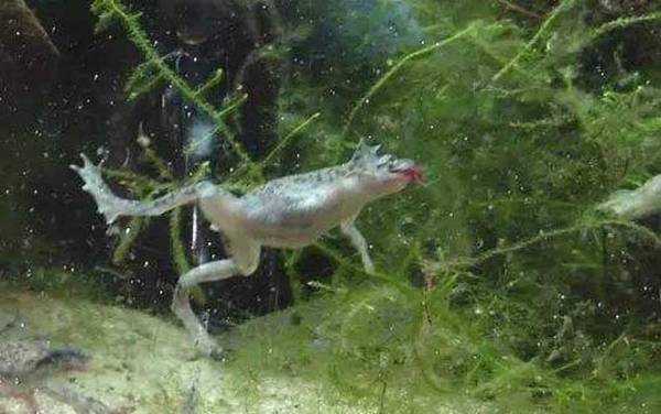 非洲爪蟾是什么动物?