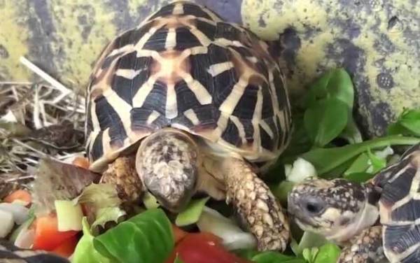 辐射龟是什么龟?