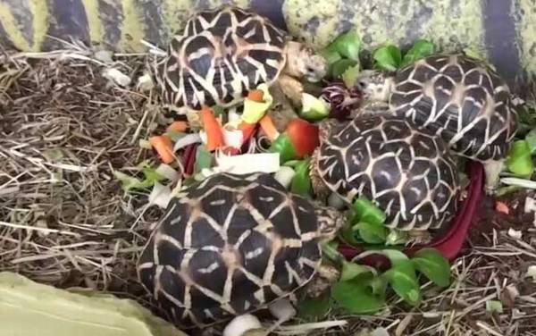 辐射龟是什么龟?