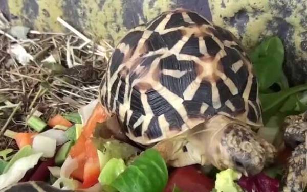 辐射龟是什么龟?