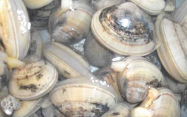 嘎啦是什么动物?