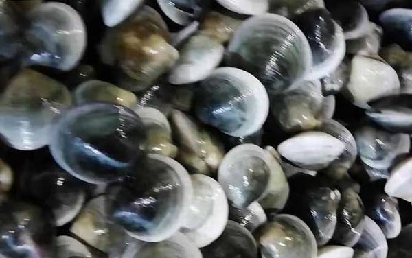 嘎啦是什么动物?