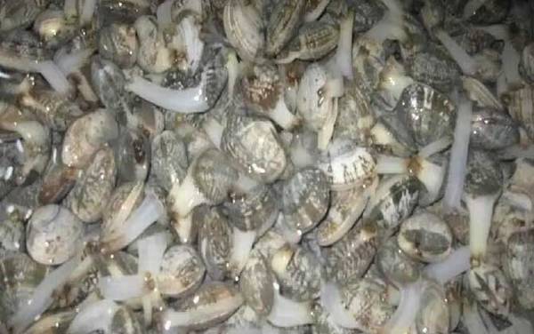 嘎啦是什么动物?