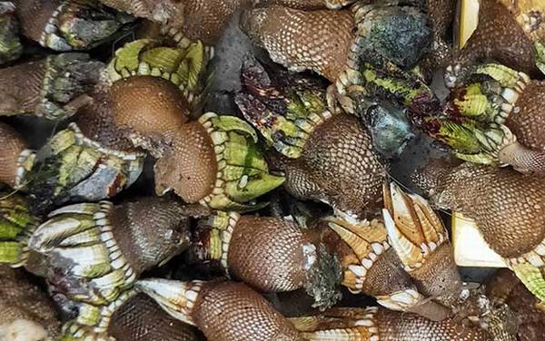 狗爪螺是什么螺?