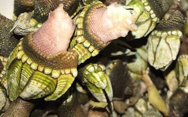 狗爪螺是什么螺?