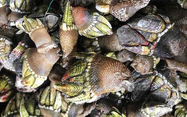 狗爪螺是什么螺?