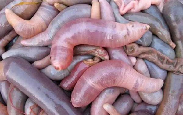 海肠是什么动物?