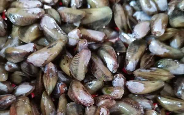 海瓜子是什么东西?