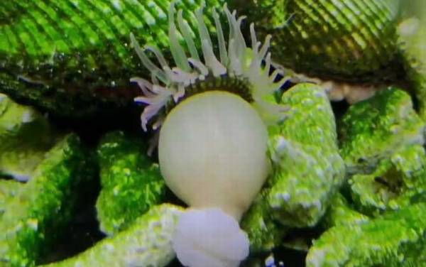 海葵是什么动物?