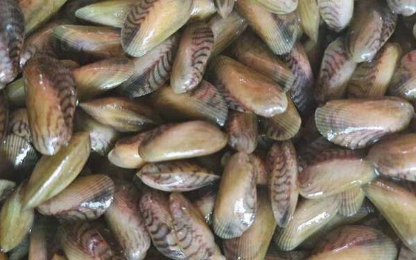 海瓜子是什么东西?