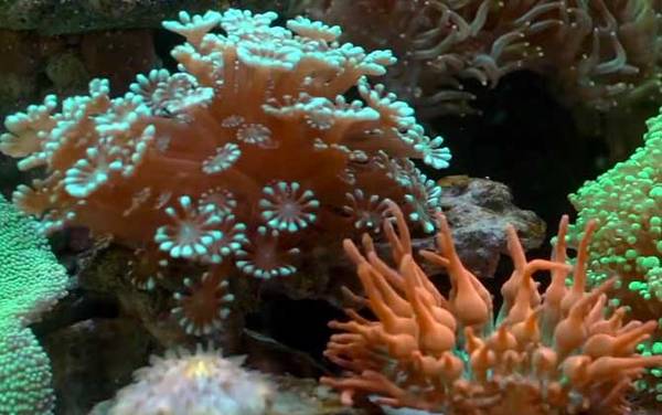 海葵是什么动物?