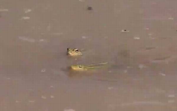 黑斑侧褶蛙是什么蛙?