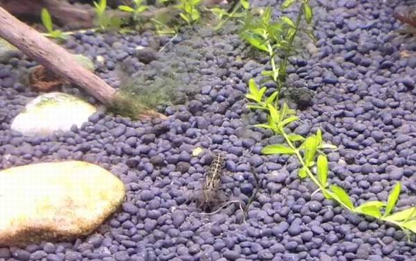 黑壳虾是什么虾?