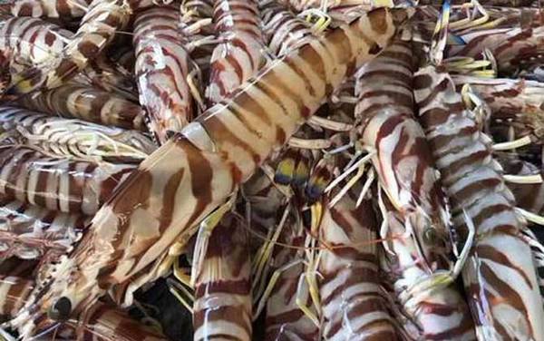 斑节对虾是什么虾?