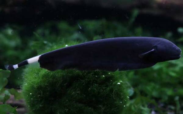 黑魔鬼鱼是什么鱼?