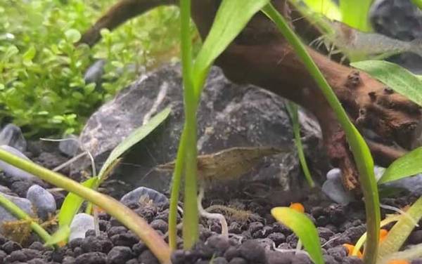 黑壳虾是什么虾?