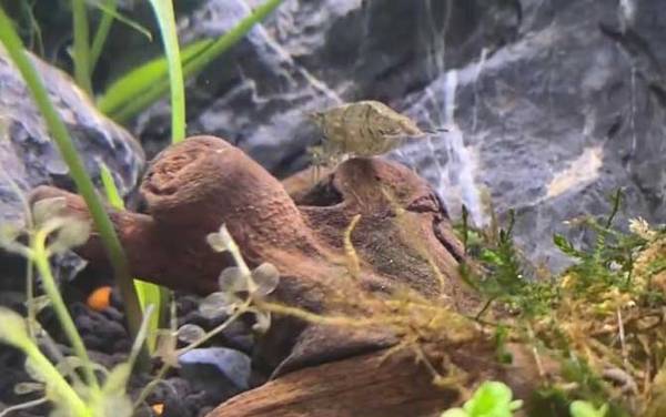 黑壳虾是什么虾?