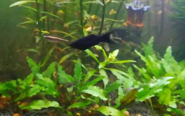 黑玛丽鱼是什么鱼?