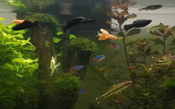 黑玛丽鱼是什么鱼?