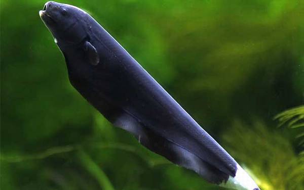 黑魔鬼鱼是什么鱼?