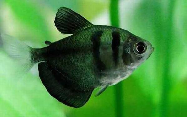 黑裙鱼是什么鱼?