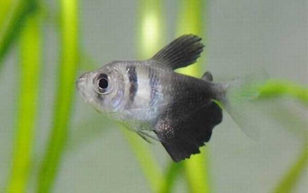 黑裙鱼是什么鱼?